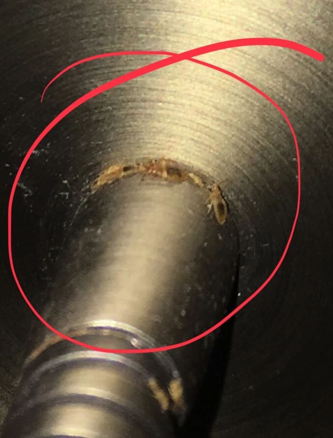 A lamp base showing damage from bedbugs