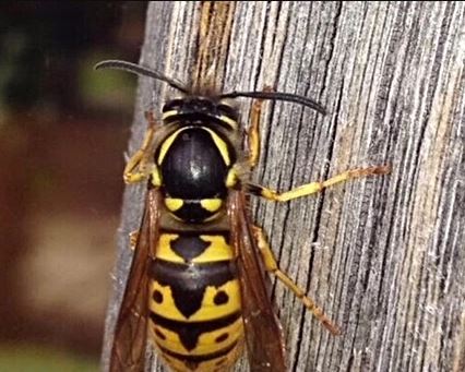 A Queen wasp removing dead wood from an old fence post to make her nest