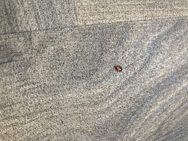 A bedbug on the floor