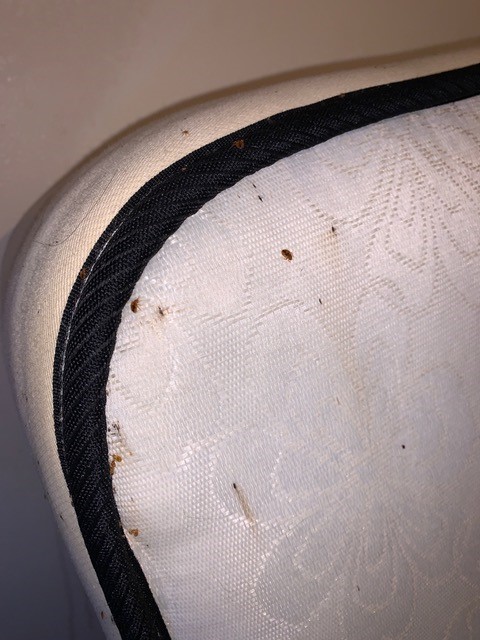 Bedbugs on a mattress