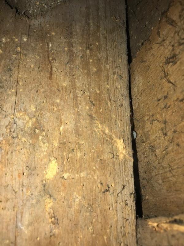 Wood with holes caused by woodworm