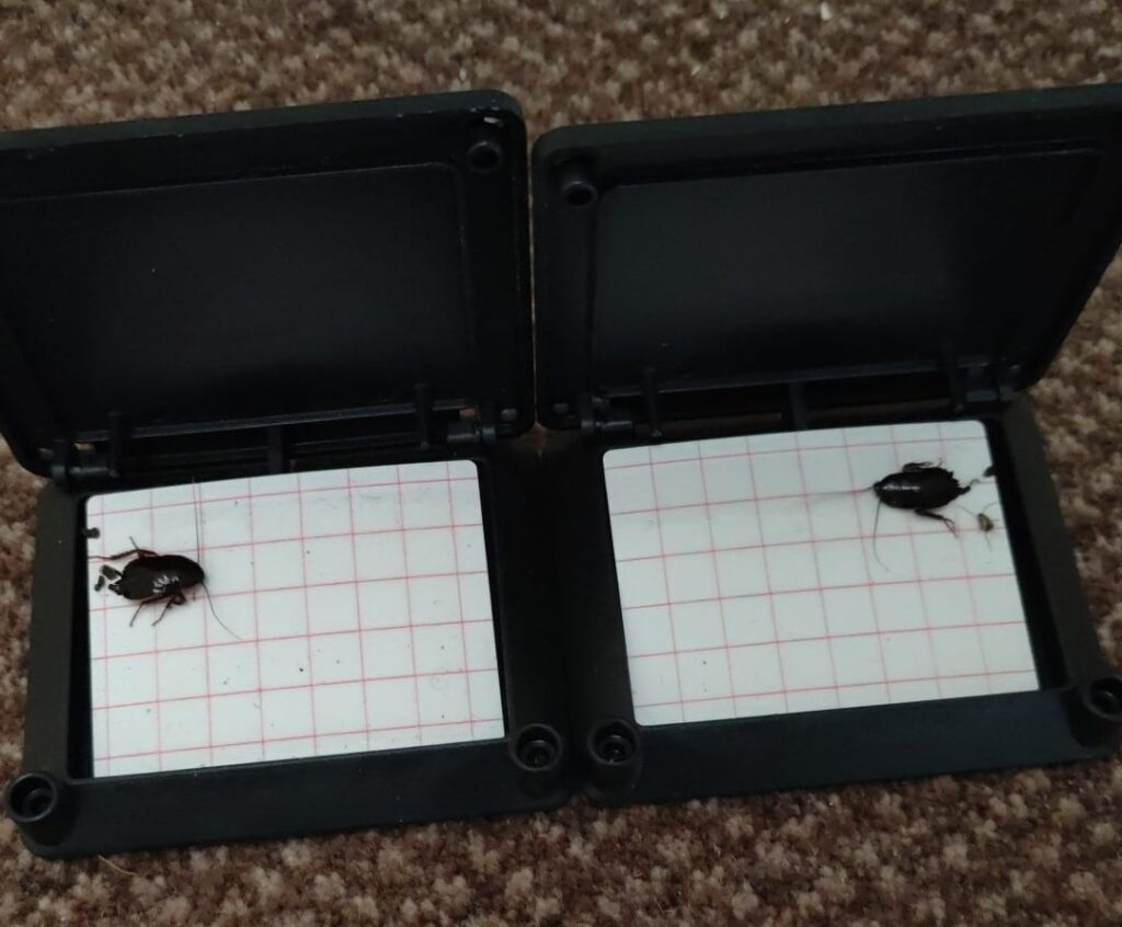 Two pheremone traps which have attracted cockroaches and killed them