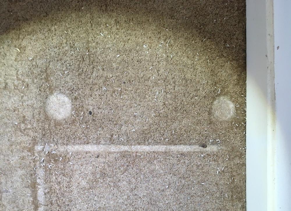 An area of carpet with indentations from furniture and small white grains which are actually carpet pest cocoons.