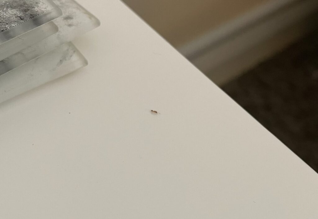 A pharaoh ant on a white kitchen worktop.
